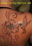 Tattoo Galerie - Motive - Ein Naschender Kolibri - 