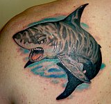 Tattoo Galerie - Motive - Hai -