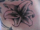 Tattoo Galerie - Motive -  - 