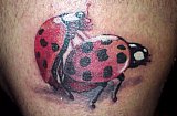 Tattoo Galerie - Motive - Diverses - 