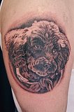 Tattoo Galerie - Motive - Zwerpudel - 