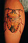 Tattoo Galerie - Motive - Tierwelt -