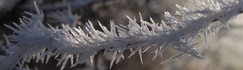stacheleis.jpg
