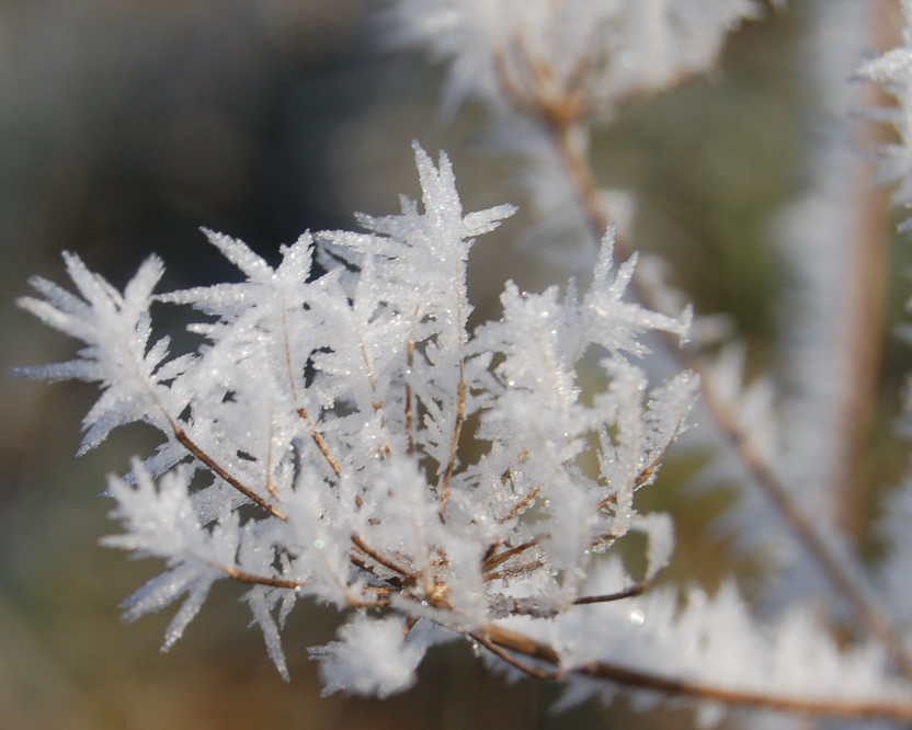 eisblume.jpg