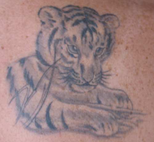 tigerbaby.jpg
