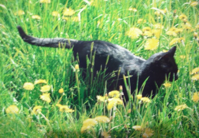 FrÃƒÂ¼hling2006.JPG