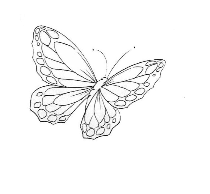 Butterfly 20.JPG