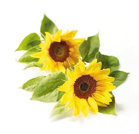 sonnenblume.jpg