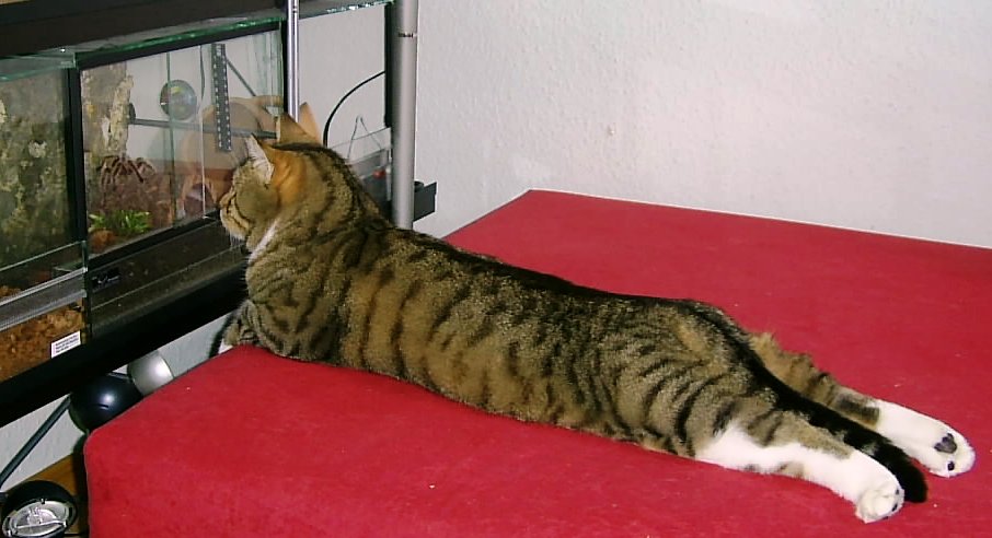 Katzenfernsehen.JPG