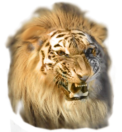 tigermaehne.jpg