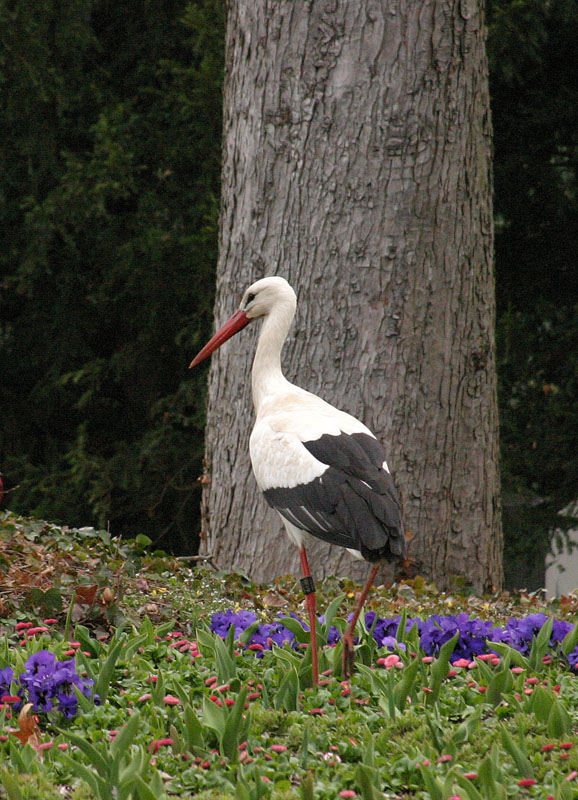 storch1.jpg