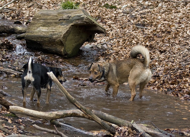 wald4.jpg