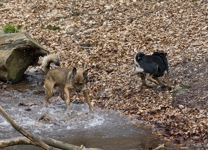 wald3.jpg