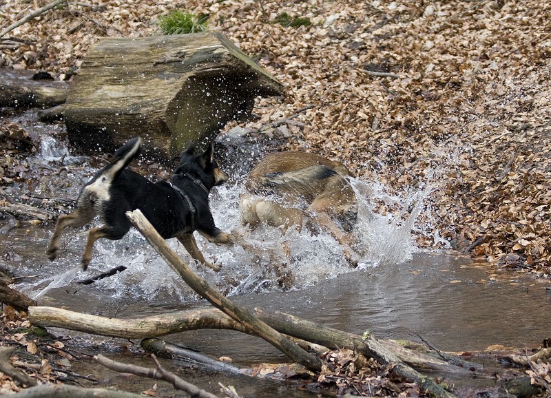 wald2.jpg