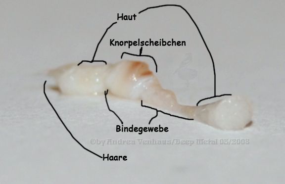 Knorpel03 Kopie.jpg
