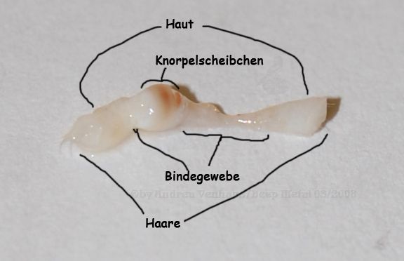 Knorpel02 Kopie.jpg