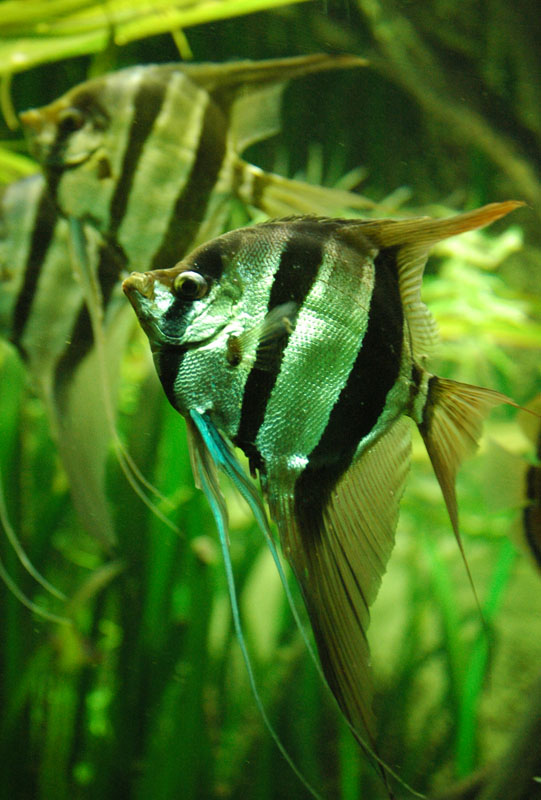 blub2.jpg