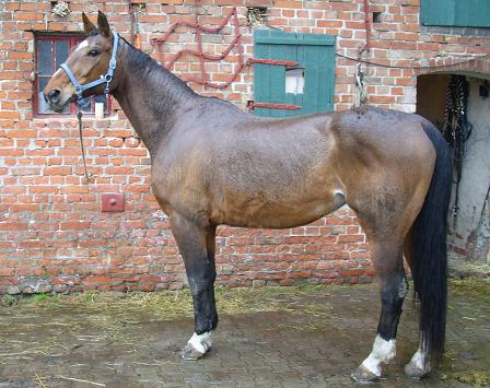 warmblutstute.JPG