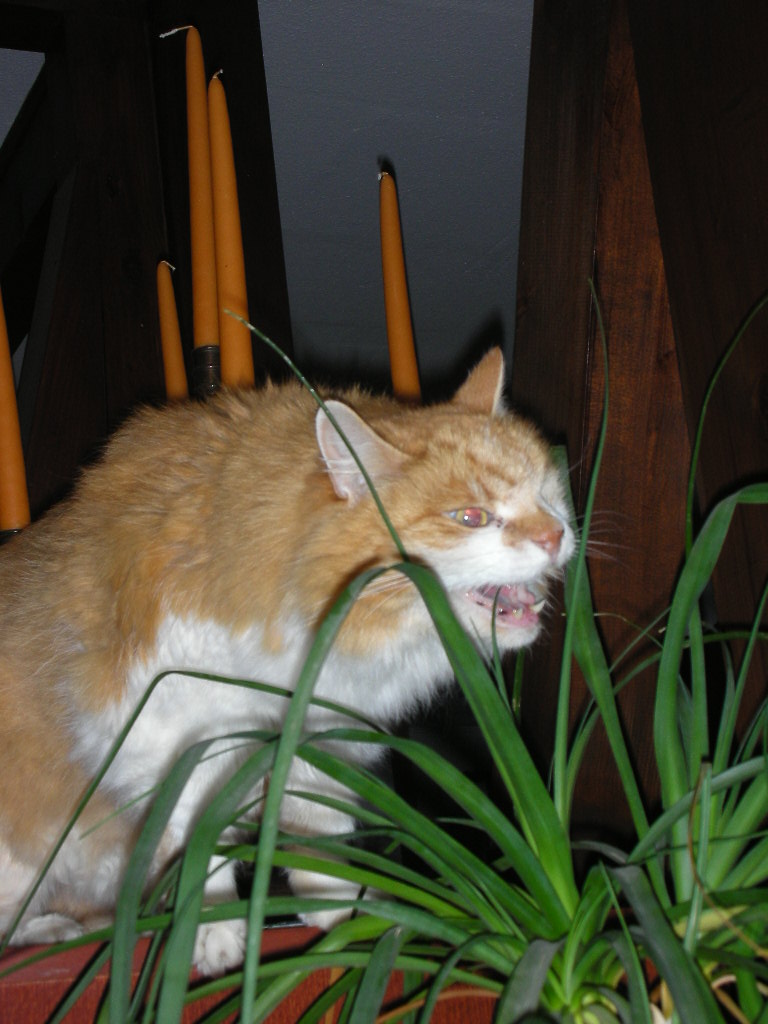 DSCN0367.JPG
