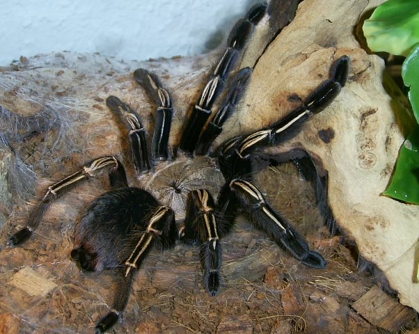 E.murinus 06.JPG
