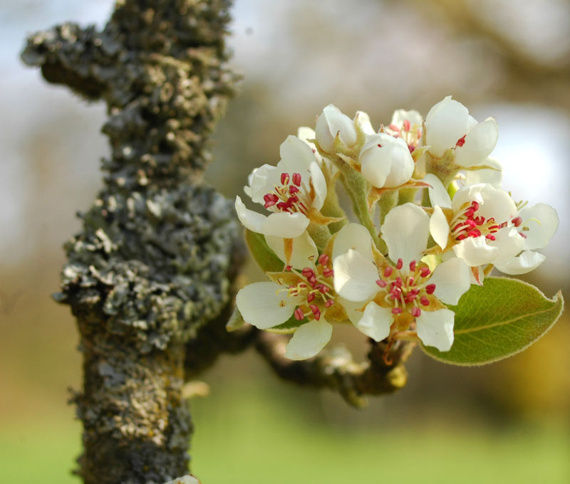 BlÃƒÂ¼te.jpg