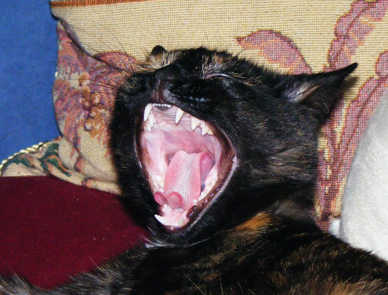 DSCF0453.jpg