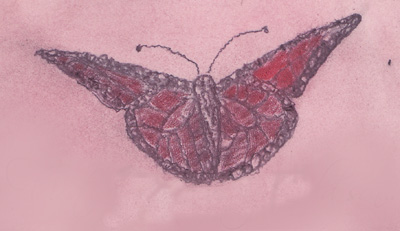 ErsterButterFly.jpg