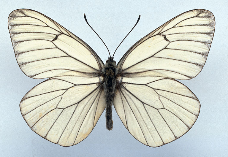 schmetterling.JPG