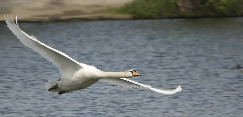 schwan.jpg