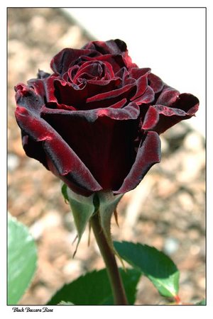 Black_Baccara_rose[1].jpg