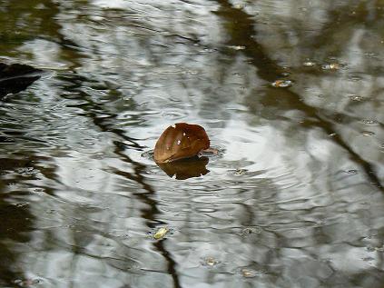 leaveonwater.jpg