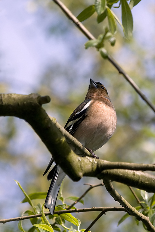 auch n vogel.jpg