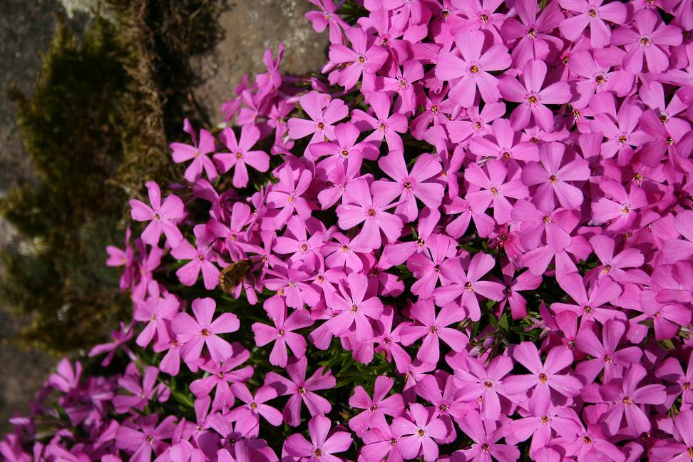 pinkflower.jpg