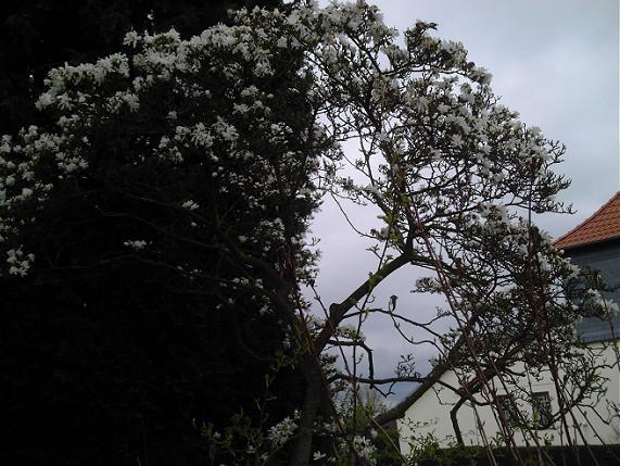 Magnolienpilz im SchwarzweiÃƒÅ¸kontrast.JPG
