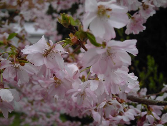 ZierkirschenblÃƒÂ¼ten.JPG