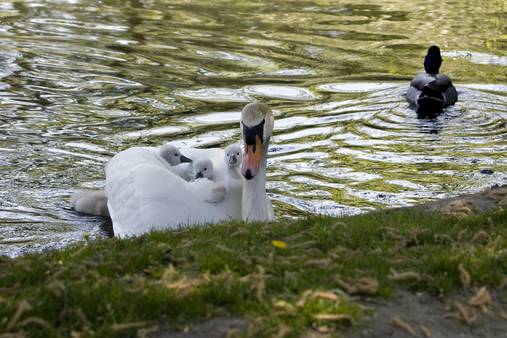 IMG_7030b_klein.jpg