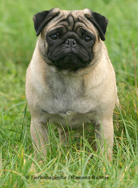 mops.jpg