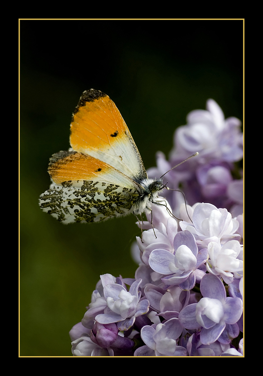 schmetterling_mmp.jpg