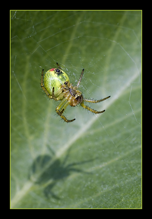 grÃƒÂ¼ne_spinne_neu.jpg