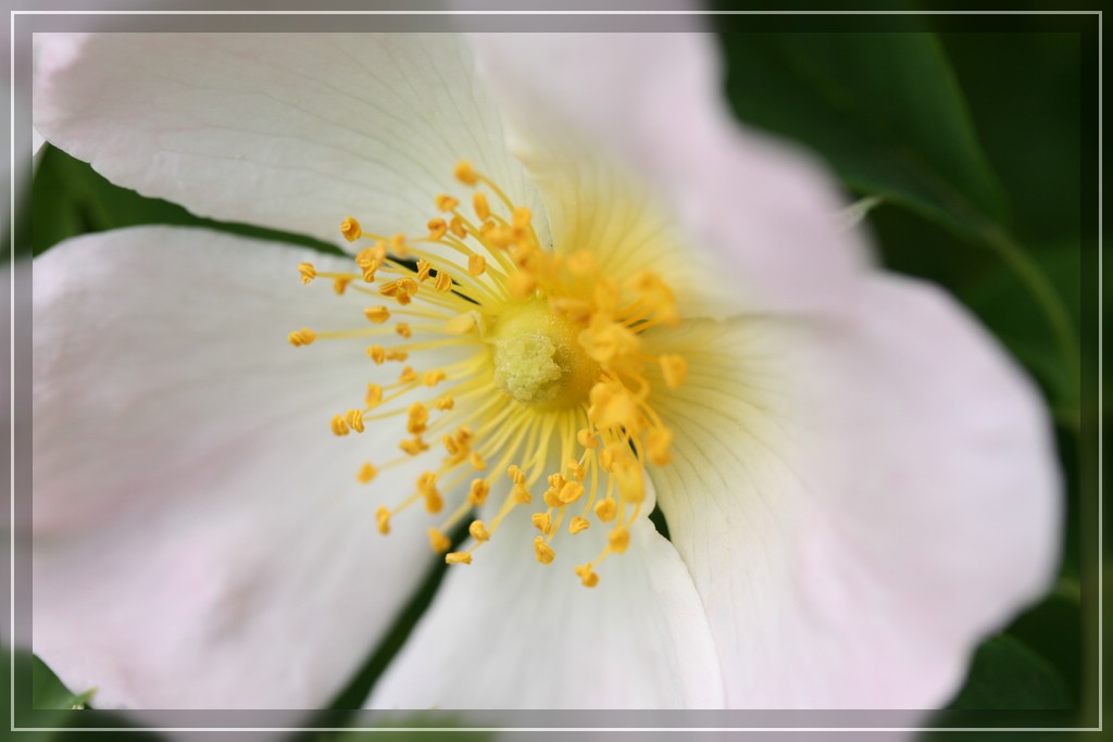 blumenIMG_2398.jpg