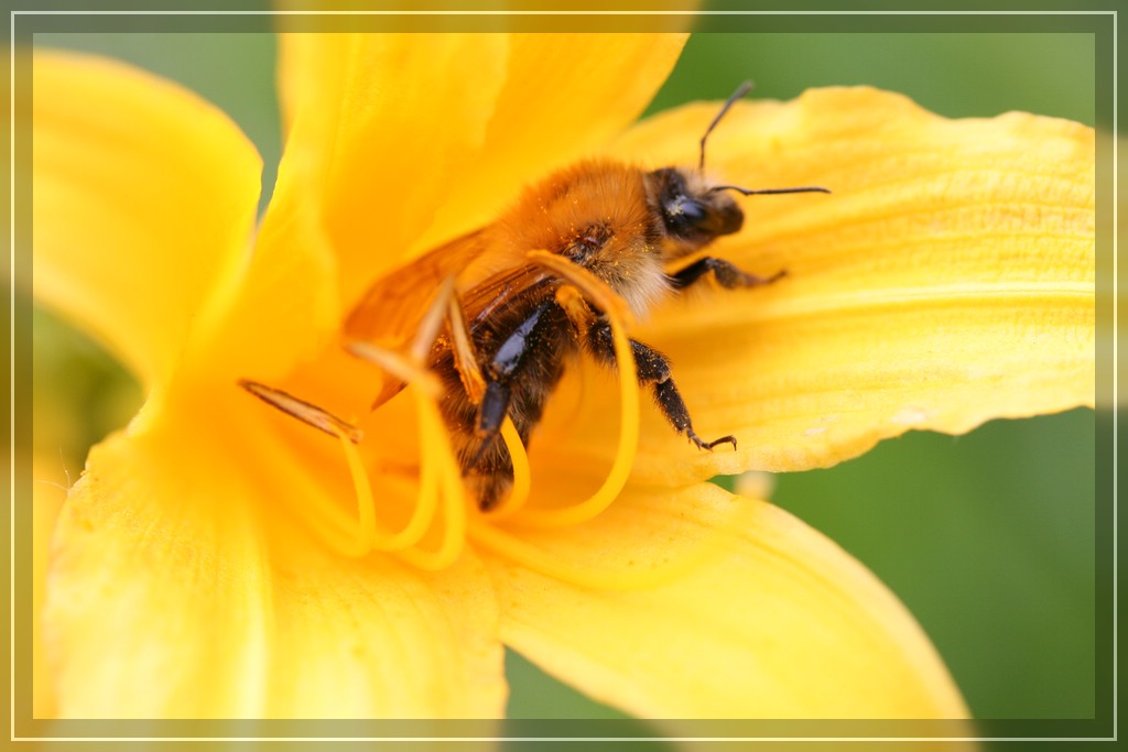 blumenIMG_2435.jpg