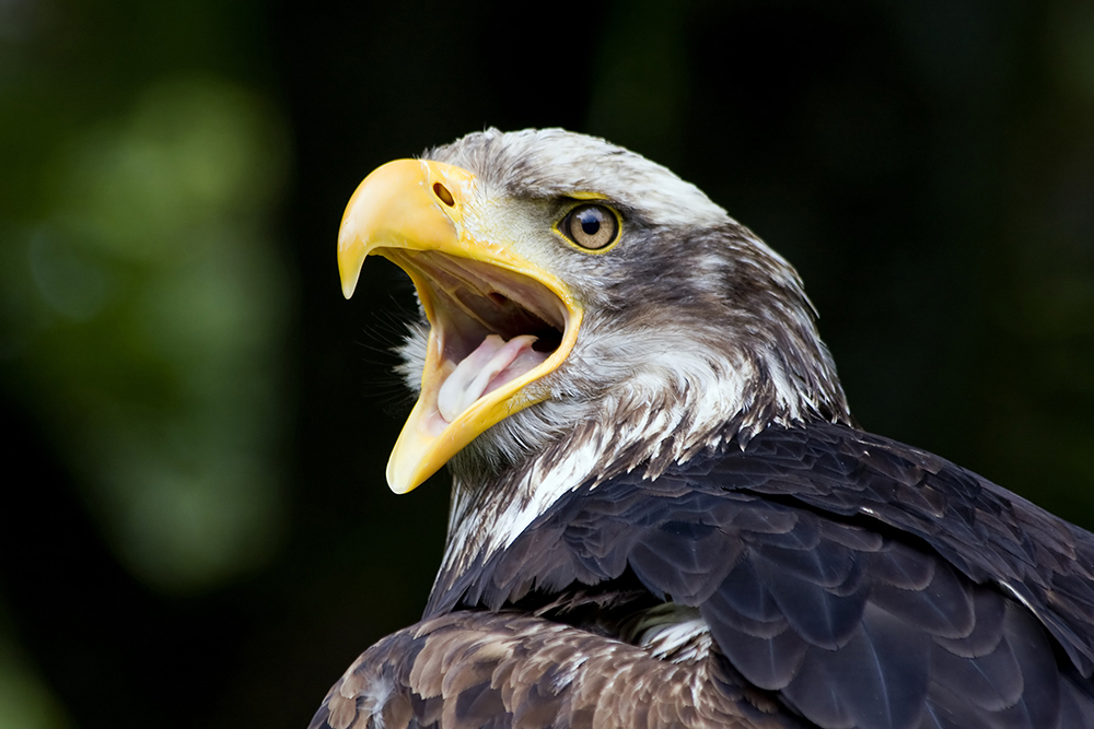 weissopfseeadler_klein.jpg