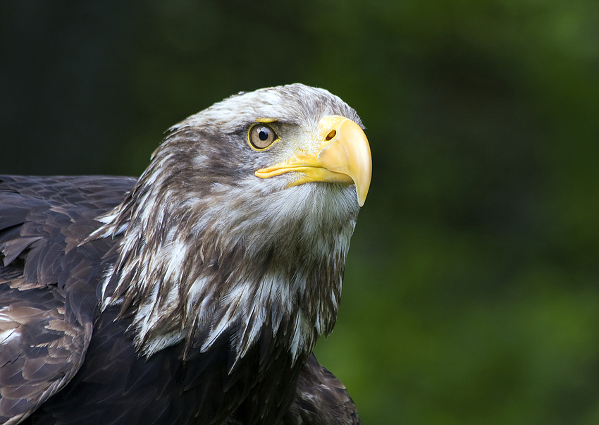 seeadler_klein.jpg