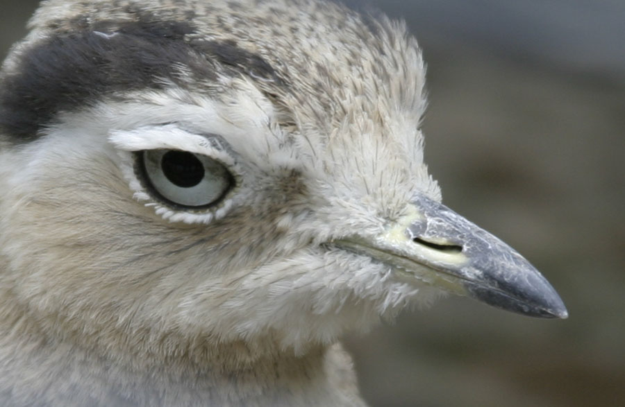 vogelx.jpg