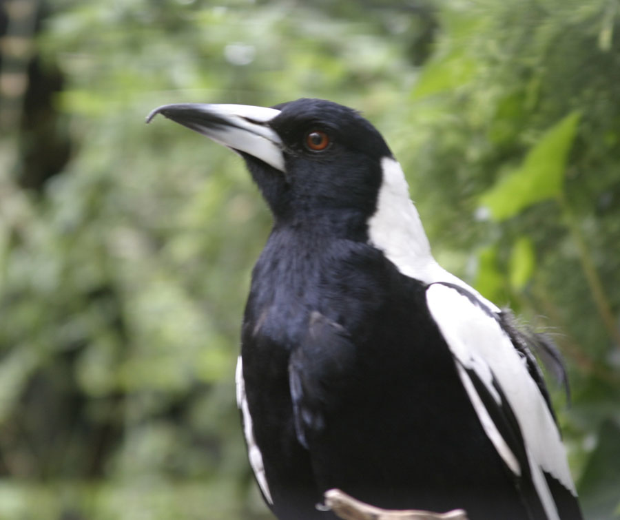 vogel6.jpg