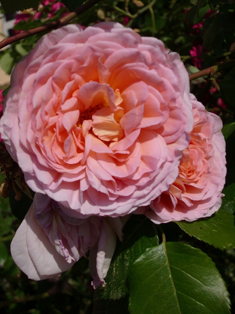 DSCI0290.JPG