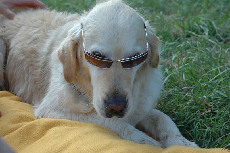 Lalylabrille.jpg
