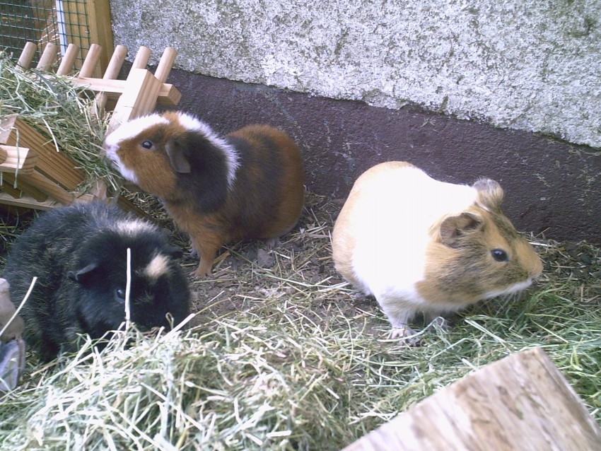 PIC00006.jpg