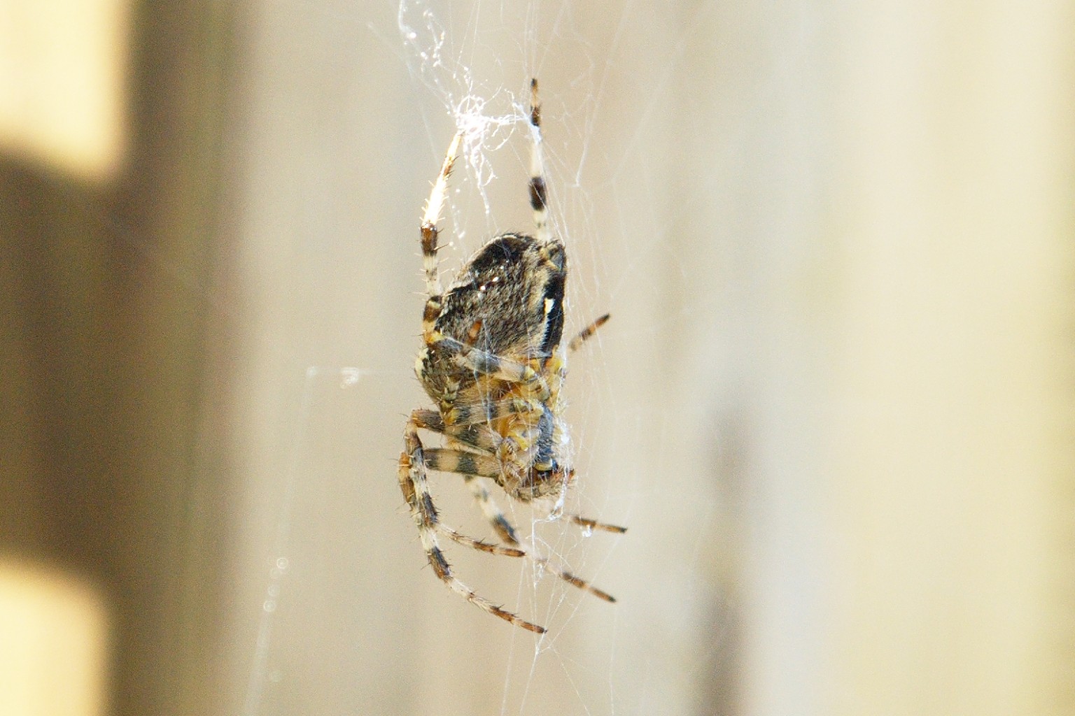 spinne.jpg