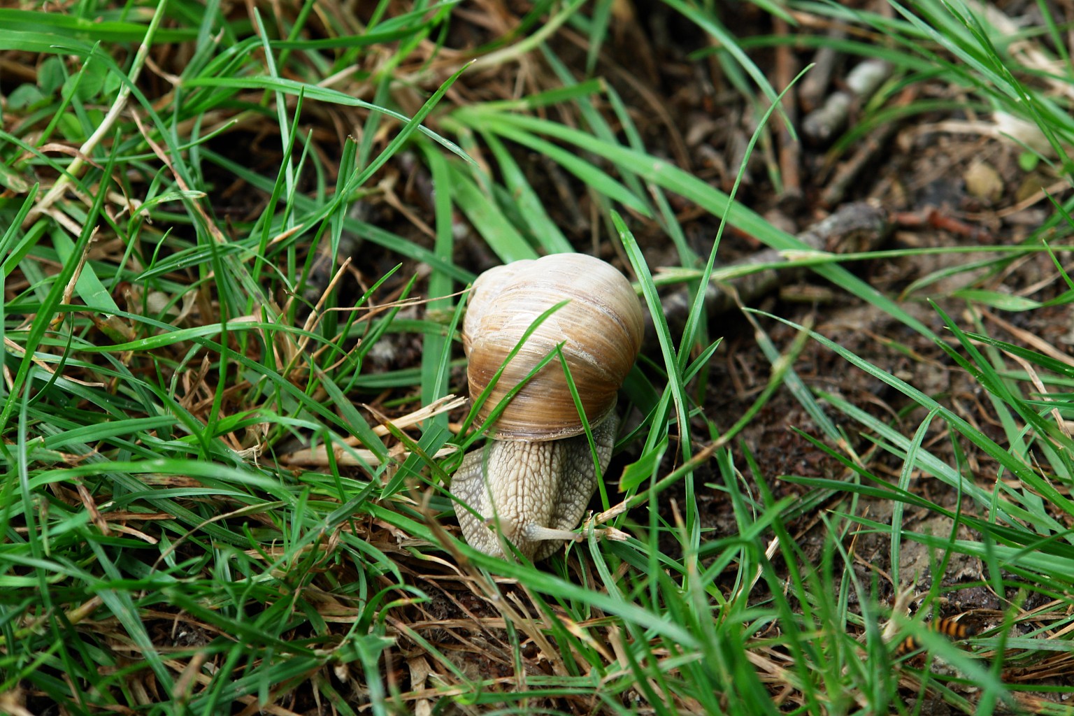 schnecke.jpg